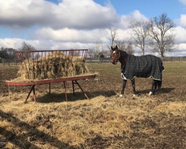 Pferd Patch xx (Englisches Vollblut, 2014, von Union Rags xx)