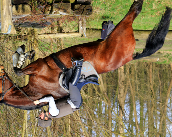 dressage horse Picadilly E (Westphalian, 2010, from Praktiker)