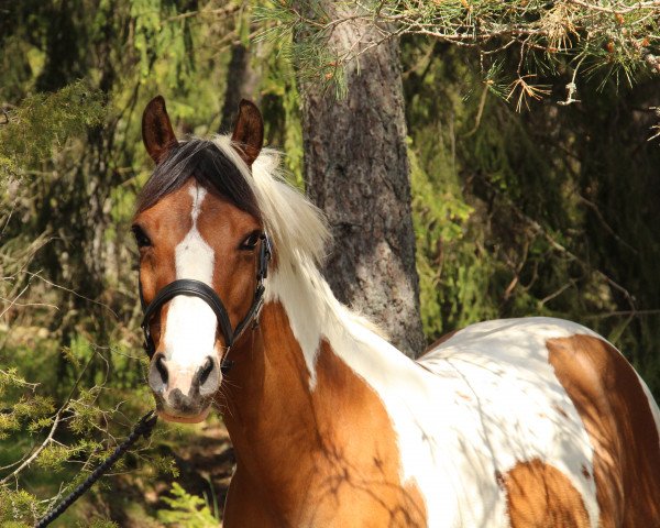 Pferd Phoenix (Lewitzer, 2007, von Pythagoras)