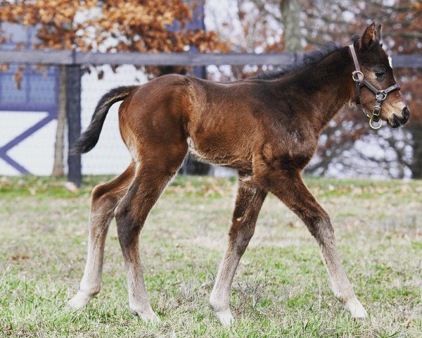 horse Stute von Justify xx (Thoroughbred, 2020, from Justify xx)