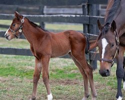 horse Stute von Justify xx (Thoroughbred, 2020, from Justify xx)