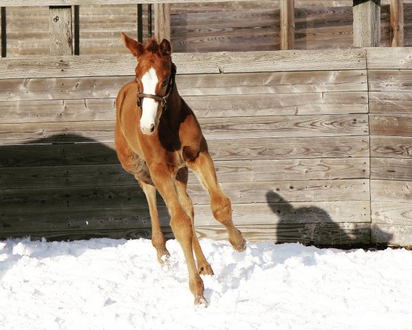 Pferd Stute von Justify xx (Englisches Vollblut, 2020, von Justify xx)