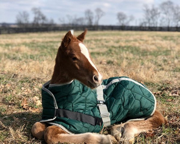 Pferd Stute von Gun Runner xx (Englisches Vollblut, 2020, von Gun Runner xx)