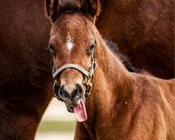 horse Fohlen von Nyquist xx (Thoroughbred, 2020, from Nyquist xx)