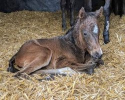 horse Fohlen von Roaring Lion xx (Thoroughbred, 2020, from Roaring Lion xx)