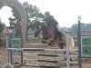 jumper Samurai (Haflinger Mix, 2009)