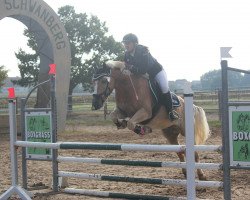 Springpferd Samurai (Haflinger-Mix, 2009)