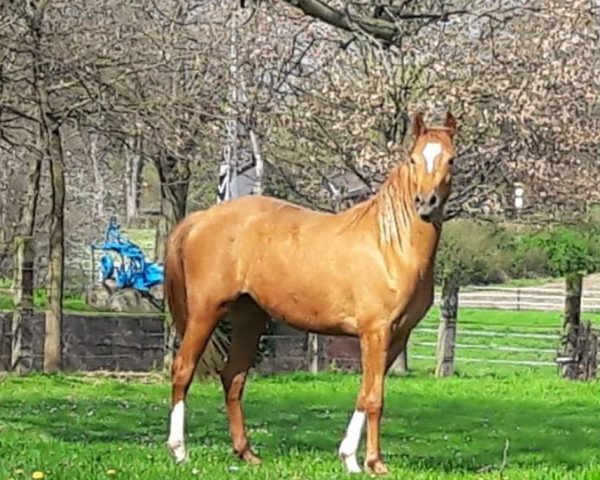 dressage horse Stute von Dating AT / Valido (German Riding Pony, 2016, from Dating At NRW)