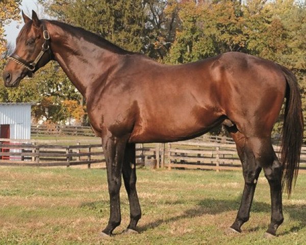 stallion Friesan Fire xx (Thoroughbred, 2006, from A. P. Indy xx)