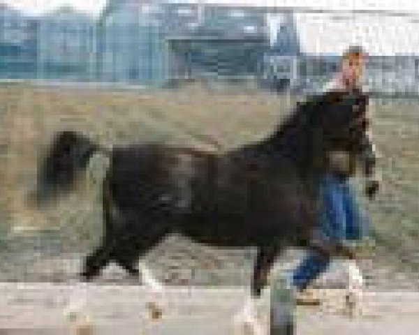 Zuchtstute Turfhorst Mandy (Welsh Pony (Sek.B), 1982, von Woldberg's Jeroen)