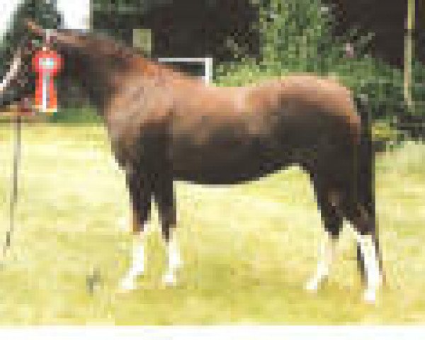 Zuchtstute Alexia (Welsh Pony (Sek.B), 1992, von Linde Hoeve's Alexander)