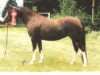 Zuchtstute Alexia (Welsh Pony (Sek.B), 1992, von Linde Hoeve's Alexander)