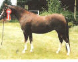 broodmare Alexia (Welsh-Pony (Section B), 1992, from Linde Hoeve's Alexander)