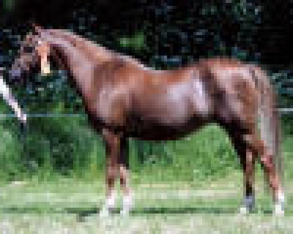 Pferd Alex (Welsh Pony (Sek.B), 1999, von Linde Hoeve's Sebastiaan)
