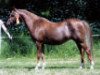 Pferd Alex (Welsh Pony (Sek.B), 1999, von Linde Hoeve's Sebastiaan)