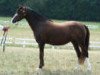 broodmare Frecia (Welsh-Pony (Section B),  , from Casperhof's Freddy)