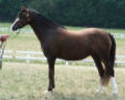 broodmare Frecia (Welsh-Pony (Section B),  , from Casperhof's Freddy)