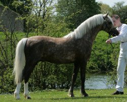 Deckhengst Ribbon's Mister Rodin (Welsh Pony (Sek.B), 2006, von Wolling's Dante)