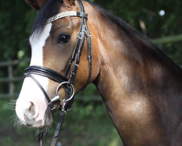 dressage horse Proud Gala Day (German Riding Pony, 2014, from D-Day AT)