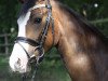 dressage horse Proud Gala Day (German Riding Pony, 2014, from D-Day AT)