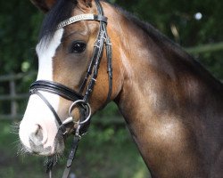 Dressurpferd Proud Gala Day (Deutsches Reitpony, 2014, von D-Day AT)