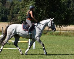 jumper JPG Horses Limited Edition (Oldenburg show jumper, 2015, from Lorano 15)