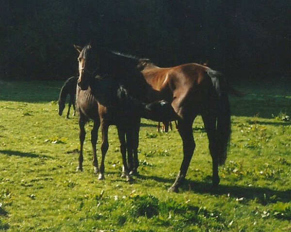 broodmare Elke (Württemberger, 1994, from Eben xx)