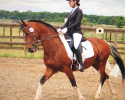 dressage horse Nacho 24 (Barockpinto, 2010, from Nowie)