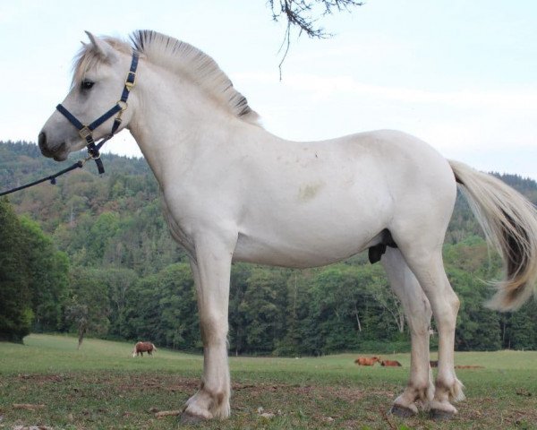 Pferd Klosterhof's Solas Baron (Fjordpferd, 2019, von Solfin Skovå)