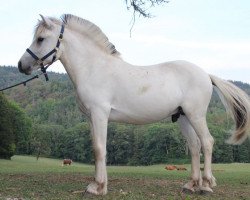 horse Klosterhof's Solas Baron (Fjord Horse, 2019, from Solfin Skovå)