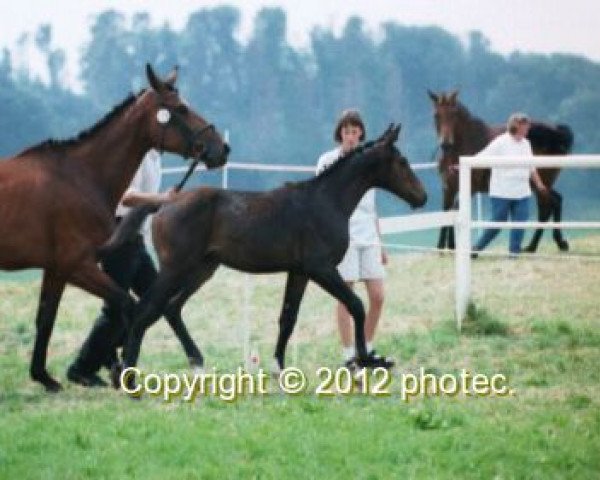 horse Salix (Württemberger, 2001, from Senna Z)