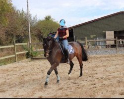 jumper Ryan 10 (German Warmblood, 1996, from Ruehmann)