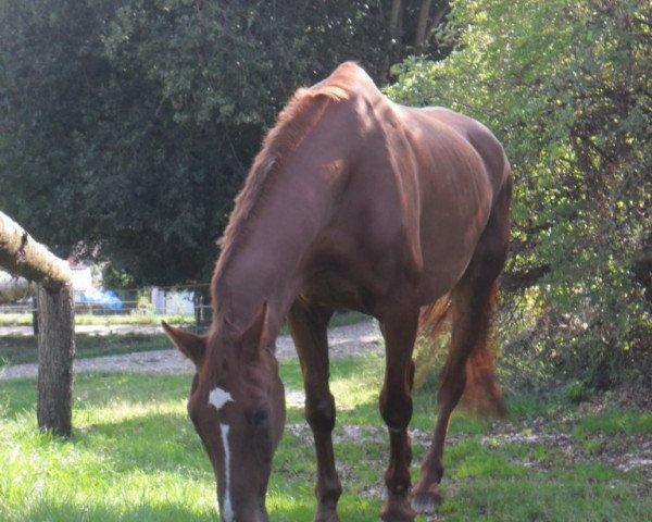 Pferd Roxy (Württemberger, 1984, von Romanow)