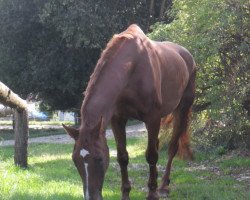 horse Roxy (Württemberger, 1984, from Romanow)