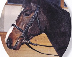 horse Romulus 96 (Württemberger, 1995, from Romanoff J)