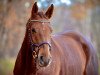 dressage horse Felicity 40 (Westphalian, 2015, from First Selection)