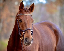 dressage horse Felicity 40 (Westphalian, 2015, from First Selection)