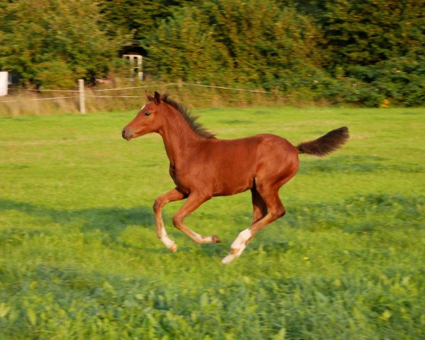 dressage horse Letsfly Ravissa (German Riding Pony, 2020, from Heitholms Dempsey)