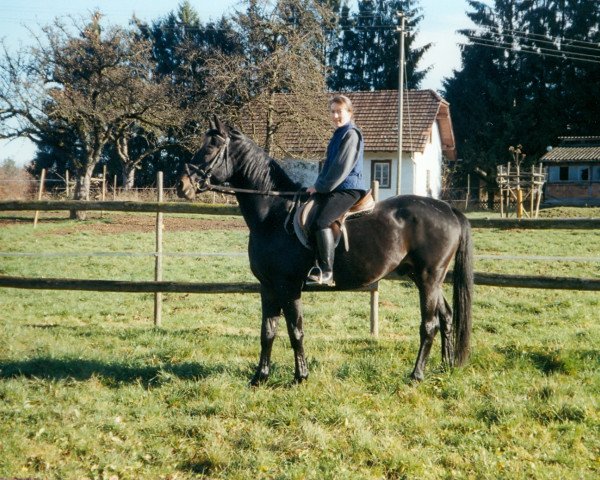 horse Romero (Württemberger, 1994, from Warkantos)