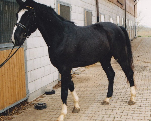 horse Pavarotti (Württemberger, 1991, from Pageno xx)