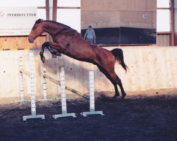 horse Ludwig (Württemberger, 1990, from Lightning Star)