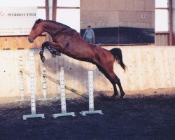 Pferd Ludwig (Württemberger, 1990, von Lightning Star)