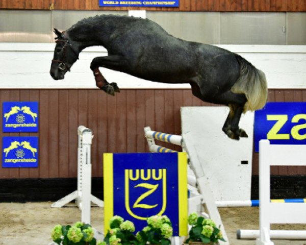 jumper Corbeau Ter Goes Z (Zangersheide riding horse, 2015, from Cornet Obolensky)