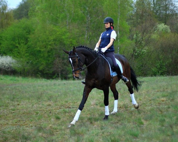 broodmare Bzdura (Polish Warmblood, 2006, from Pro Savage)