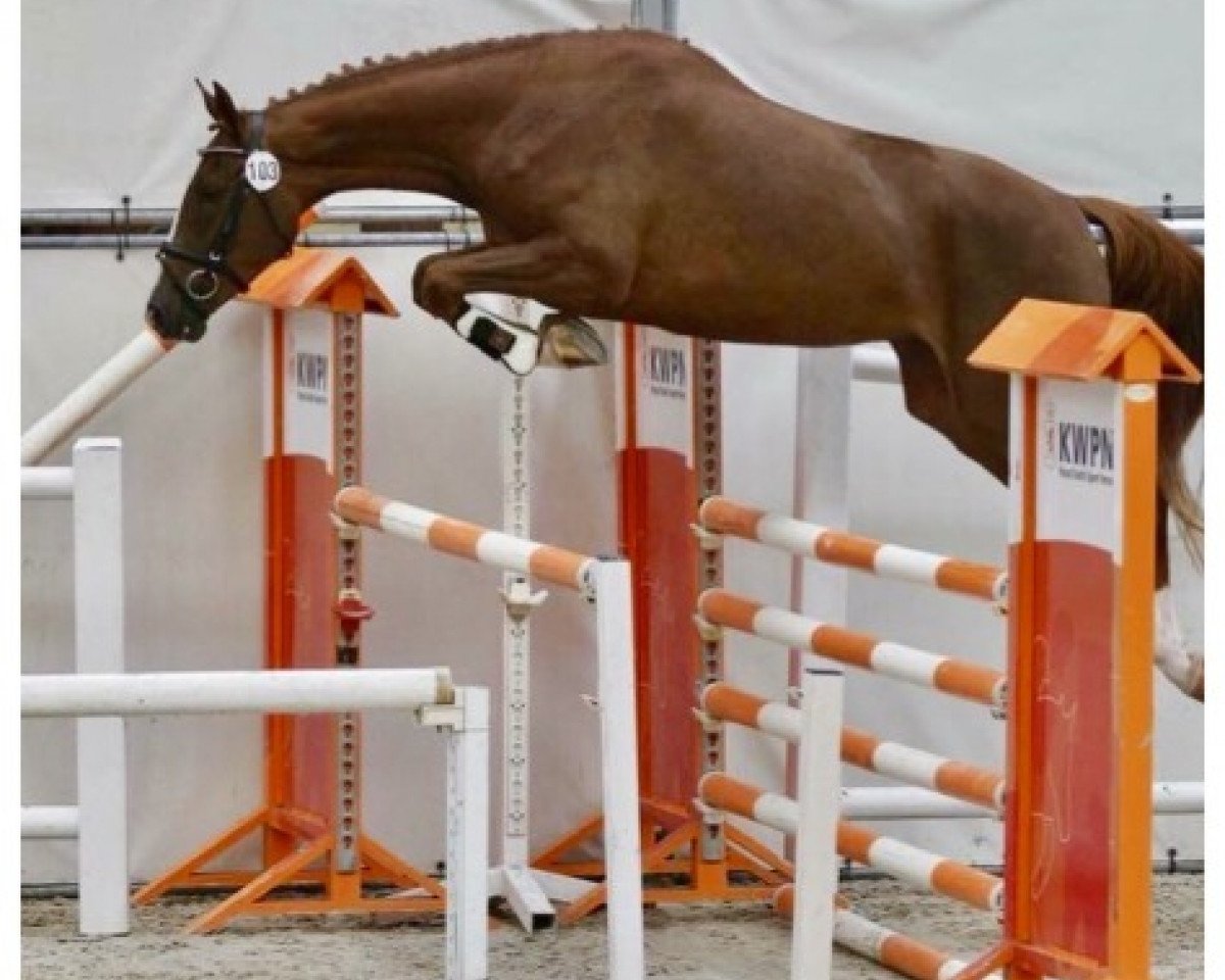 Zuchtstute Zara SR (KWPN (Niederländisches Warmblut), 2014, von Zirocco Blue)