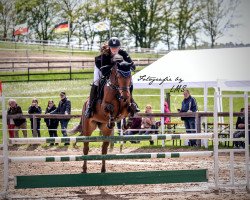 jumper Be Lucky 6 (German Sport Horse, 2014, from Colestus)