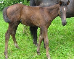 Dressurpferd Denzel (Württemberger, 2008, von Diamond Star 3)