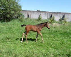 dressage horse Da capo (Württemberger, 2009, from Birkhofs Denario)