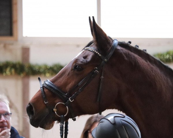 dressage horse Nessaja Suerte (Bavarian, 2003, from Lord Sinclair II)