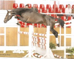 horse Acept II (Oldenburg show jumper, 2002, from Accept)